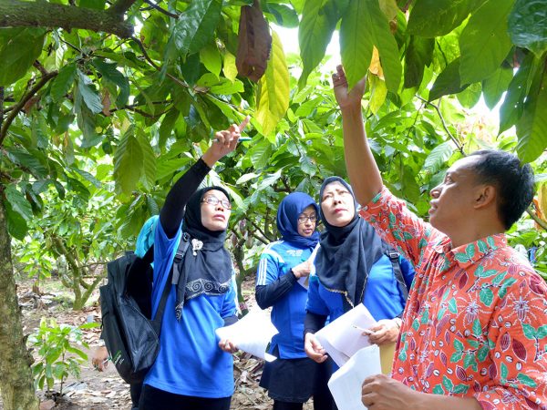 Praktek okulasi bibit kakao di kebun percobaan